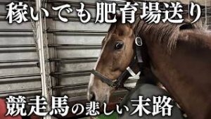 行方不明とされる引退競走馬の行き先